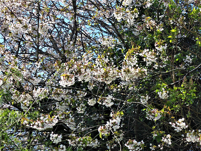 My cherry tree in bloom