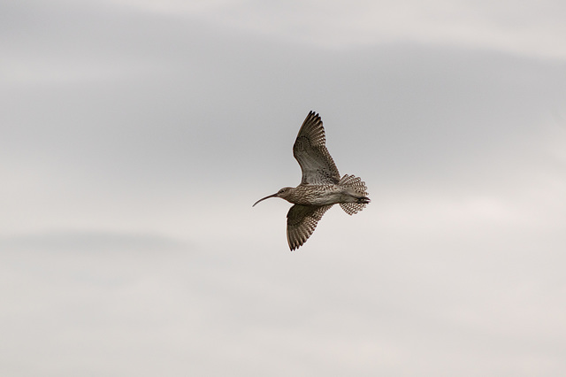 Curlew