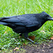 Crow approaching (2)