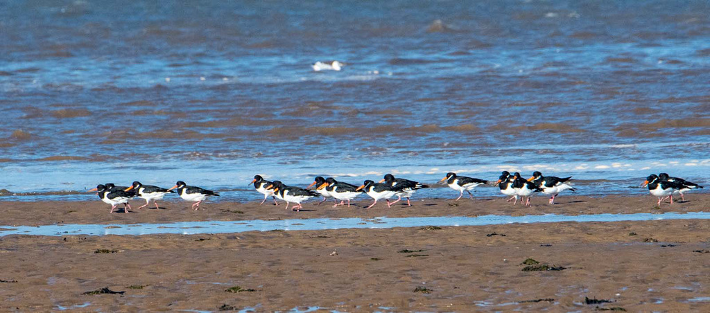 Oyster catchers, Hoylake shore