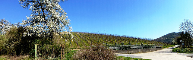 Weinberg bei Heppingen