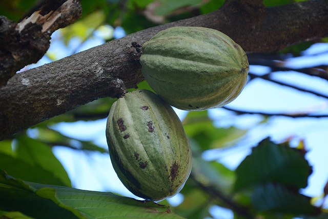 Dominican Republic, Cocoa Fetuses