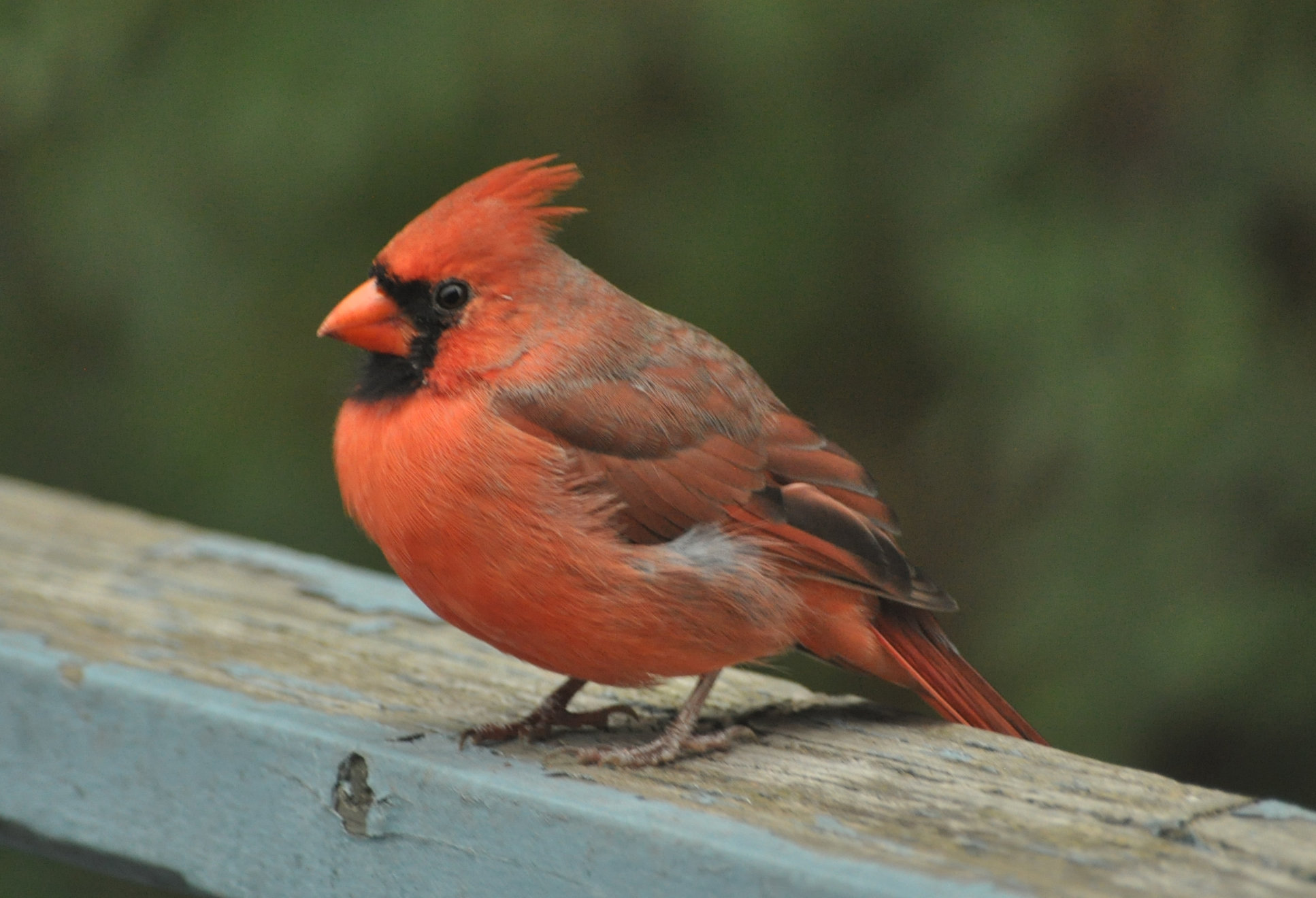 gdn cardinal oct 2021 DSC 4112