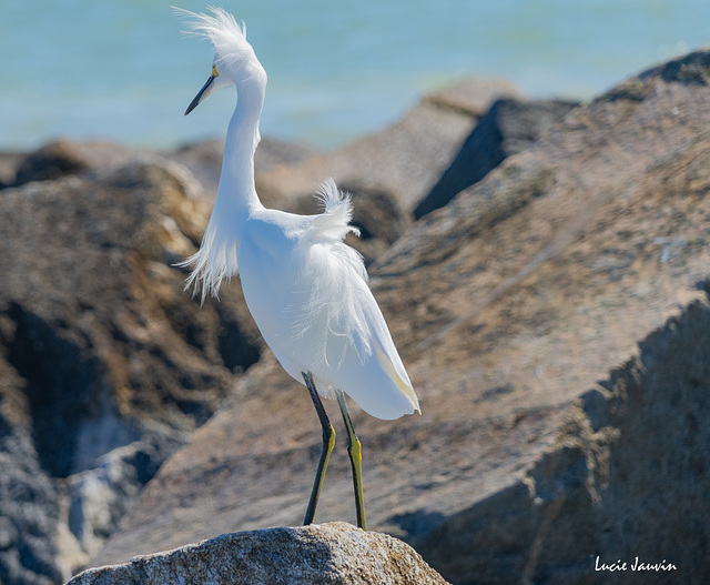 Aigrette neigeuse …