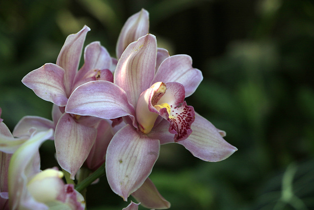 Cymbidiums