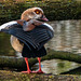 Egyptian goose