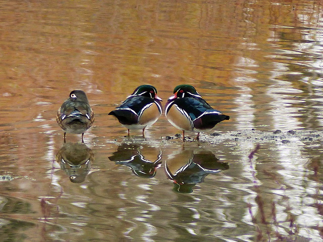 Wood Ducks on a local pond