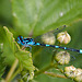 20110519 2664RAw [D~MI] Azurjungfer, Großes Torfmoor, Hille-1