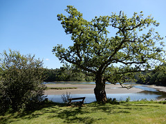 auprès de mon chêne,,