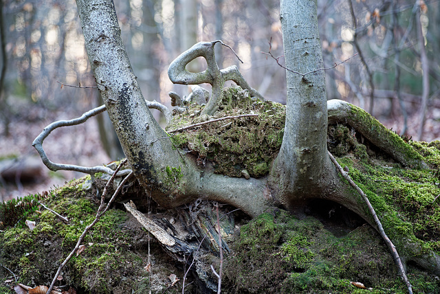 21.03.07 Darmstädter Wald 3