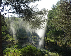 ...Le matin,les jours de grand vent,un système d'arrosage est mis en place pour arroser le s Arbres du Parc des Calanques...