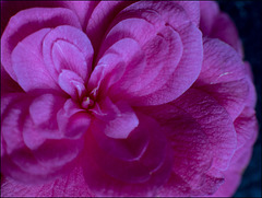 Cœur de fleur de camélia - Kamelienblüten herz - Camellia flower hearts