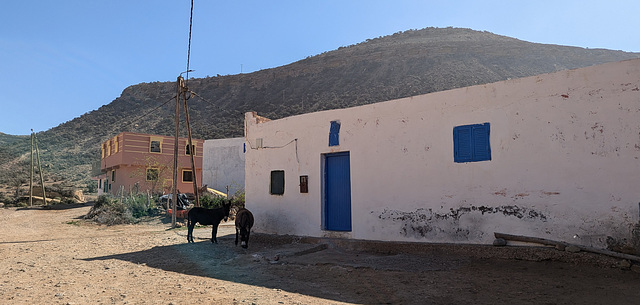 Deux ânes en passant / Two sweet donkeys Deux ânes en passant / Two sweet donkeys