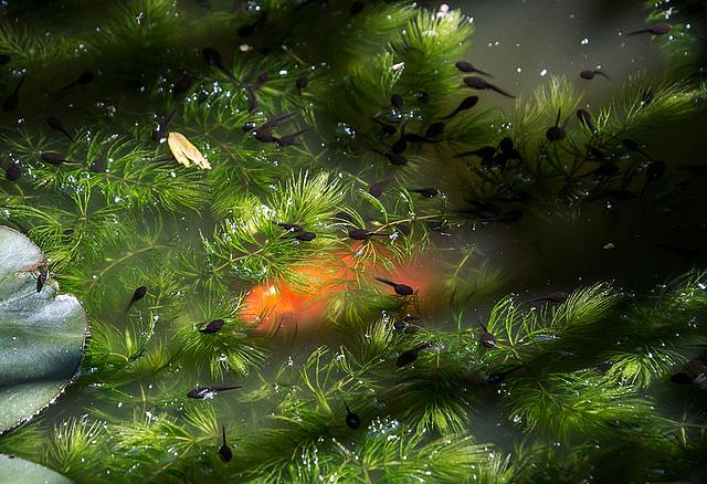 20150605 8357VRAw [D~RI] Erdkröten-Kaulquappen (Bufo bufo), Goldfisch (Carassius auratus auratus, Rinteln