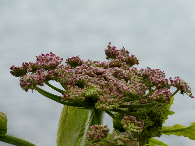 Unidentified Plant