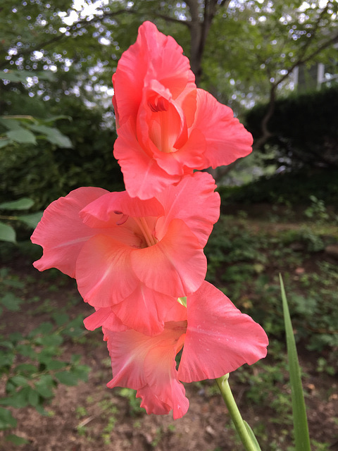 this year's gladiolas