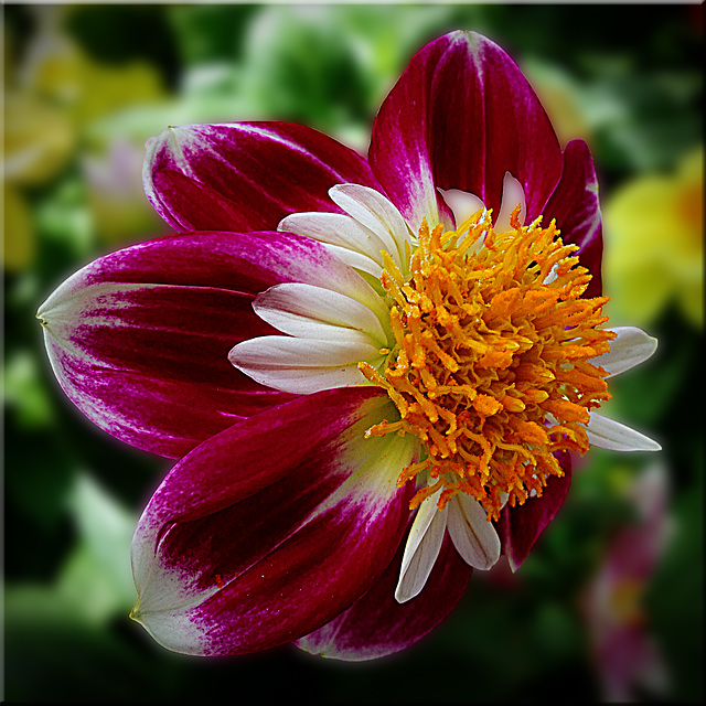 ~ Miniature Dahlia ~