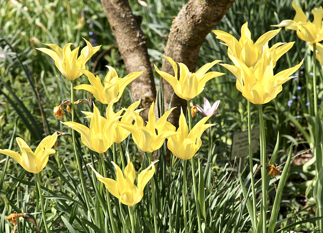 Gelbe Tulpen