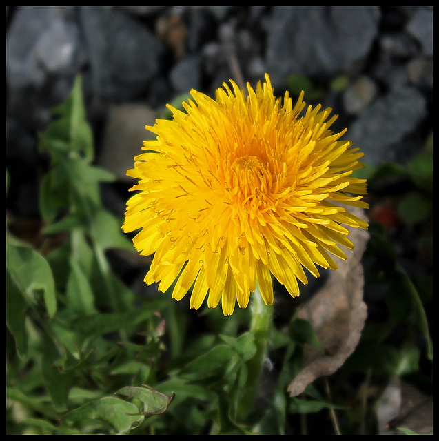 Leontodon taraxacum