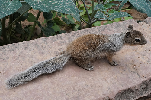 Zion Nat Park- Spotted ground squirrel