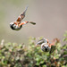 Sparrows in flight