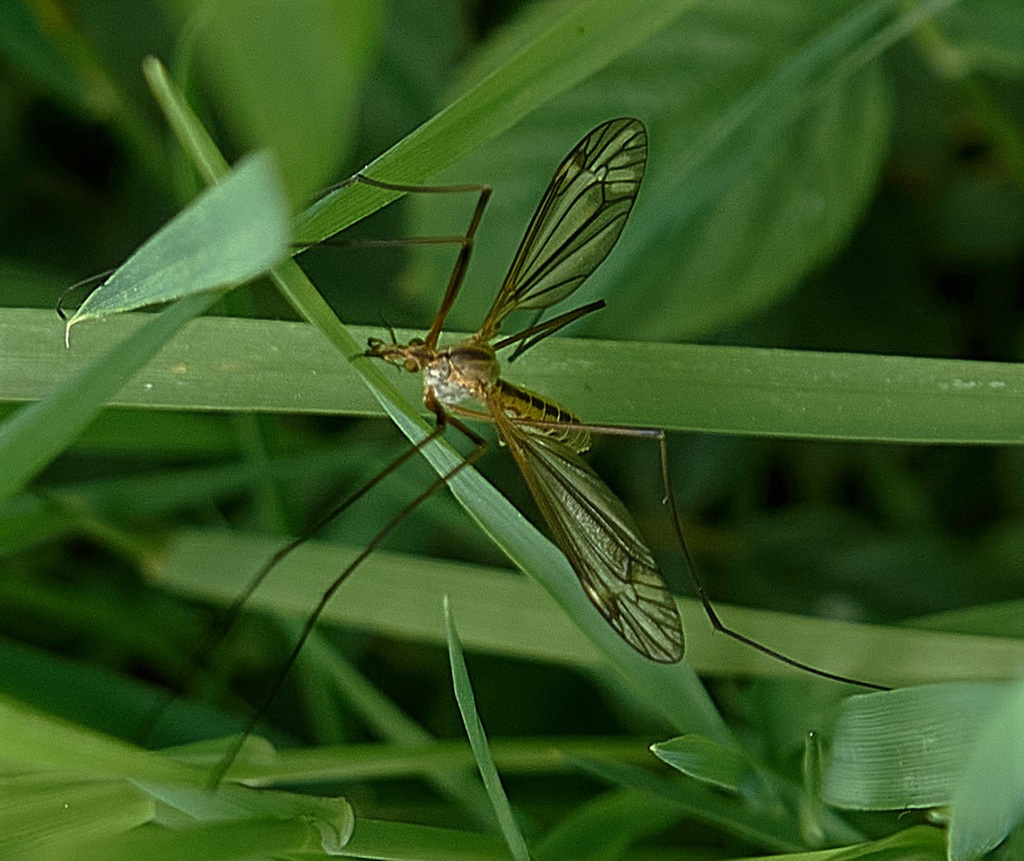 Crane Fly 3