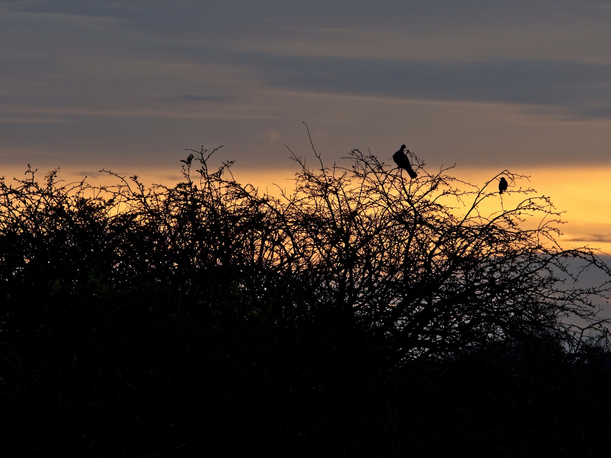 Silhouettes at Twilight