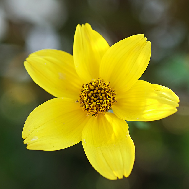 ... eine gelbe Blüte