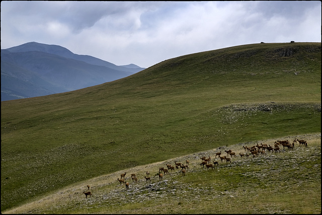 Entre muntanyes i praderies