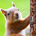 Red Squirrel