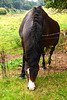 Horse looking over the fence in Eardington field.