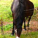 Horse looking over the fence in Eardington field.