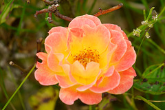 Rose aus unserem Garten