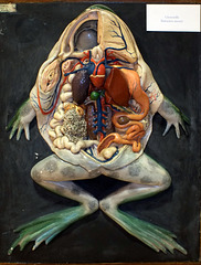 Dissection de la Grenouille