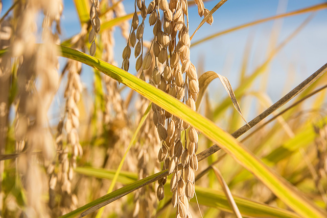 Golden rice