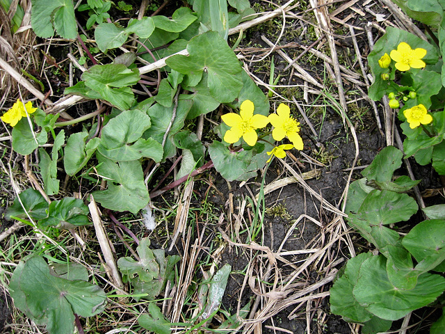 Marsh Marigold (Caltha palustris) at Bag Pool