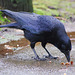 Crow with nuts