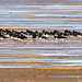 Oystercatchers