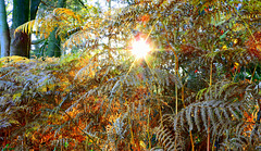 Fern  Forest