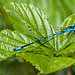 20110519 2665RAw [D~MI] Azurjungfer, Großes Torfmoor, Hille-1