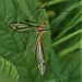 Crane Fly 2