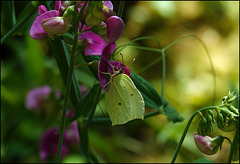 Schmetterling an Schmetterlingsblütler