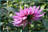 Dahlia************