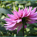 Dahlia************ Dahlia************
