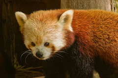 Une peluche vivante !