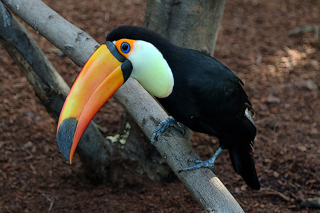 La tête à toco le toucan .