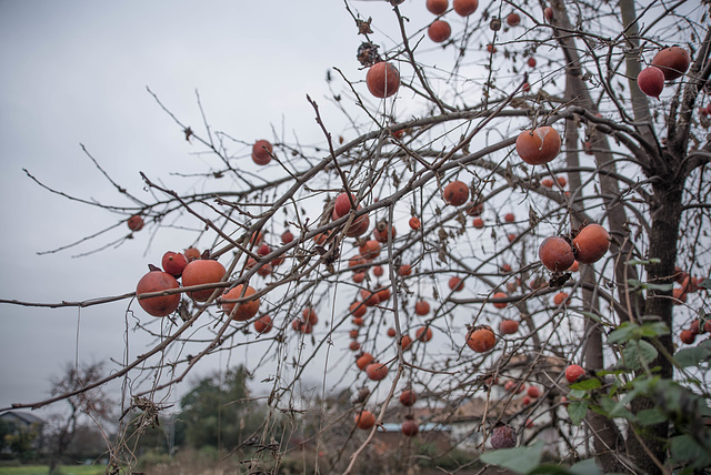 Persimmon