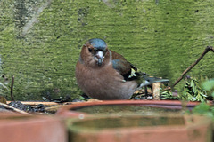 20150305 7086VRTw [D~RI] Buchfink (Fringilla coelebs), Rinteln