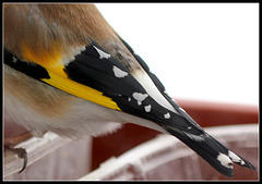 Plumes de chardonneret