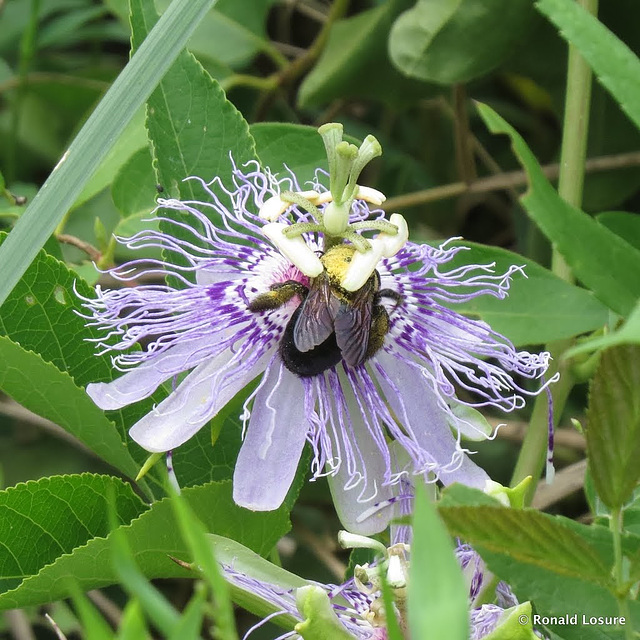 Passion flower (for Andy)